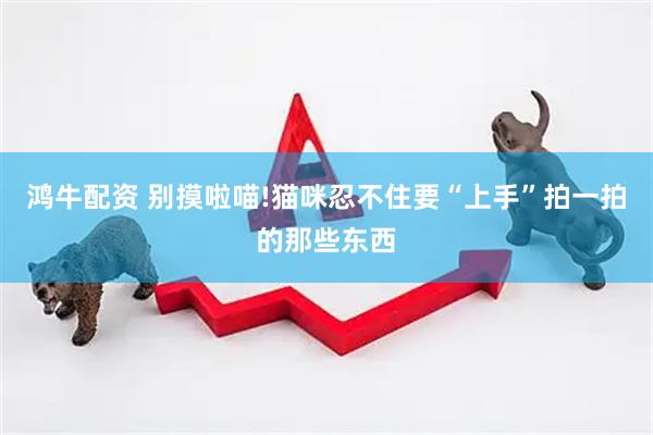 鸿牛配资 别摸啦喵!猫咪忍不住要“上手”拍一拍的那些东西