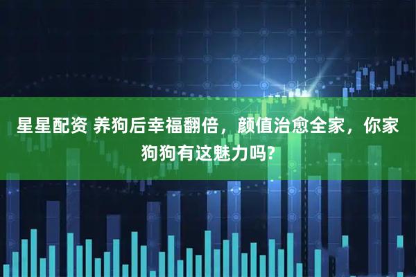 星星配资 养狗后幸福翻倍,颜值治愈全家,你家狗狗有这魅力吗?